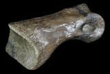 Struthiomimus Toe Bone - Montana #94763-3
